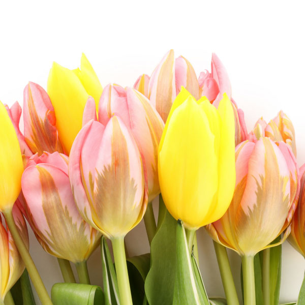 Ticketportal, Motív obálky, Download